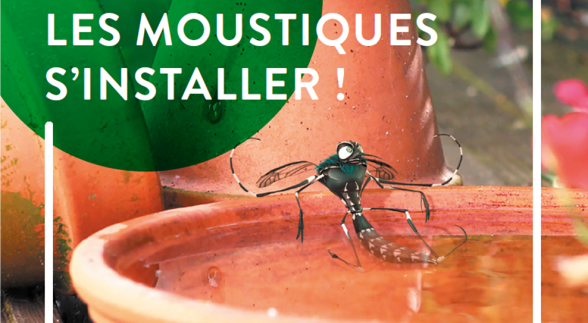 moustique image Moustique image