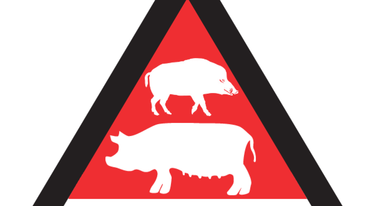 peste porcine africaine