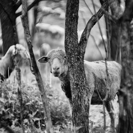 Brebis Photo Didier DEBARRE