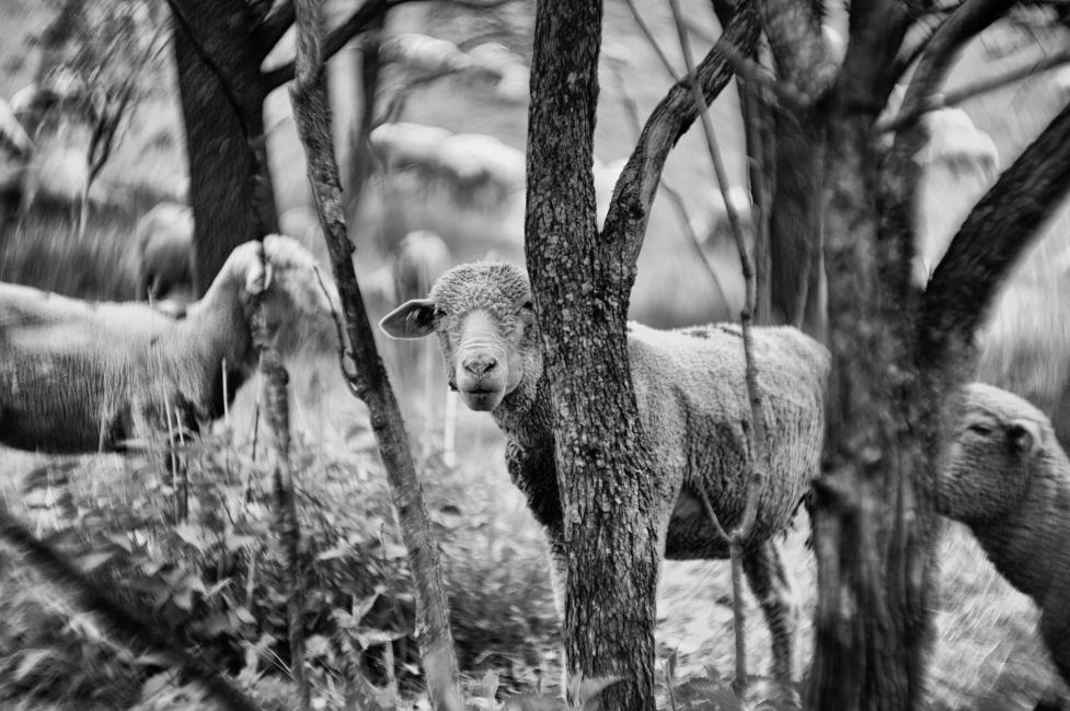 Brebis Photo Didier DEBARRE