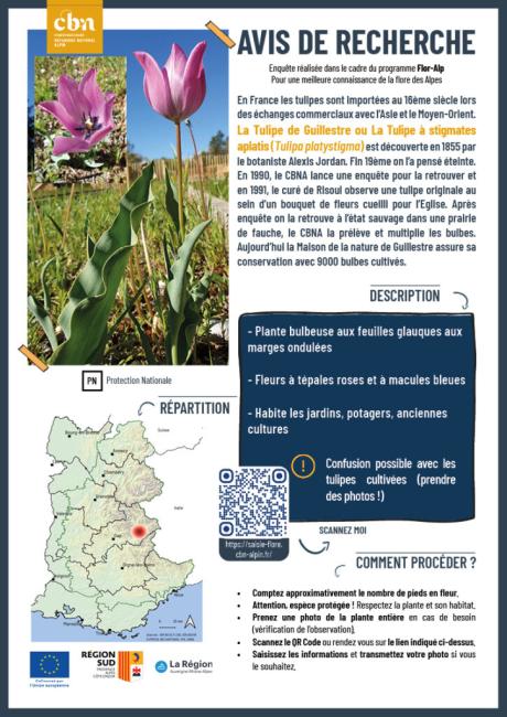 La Tulipe de Guillestre