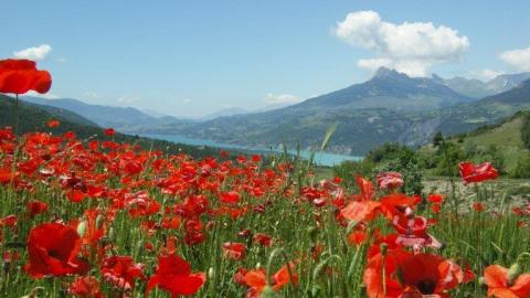 Champ de coquelicots et lac de Serre-Ponçon